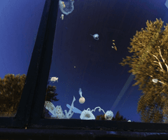 alive/not\alive: windows from outside