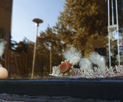 alive/not\alive: windows from outside