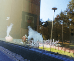 alive/not\alive: windows from outside