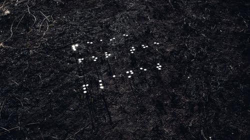 peace signal
