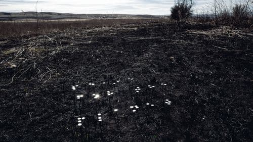 сигнал "мир"