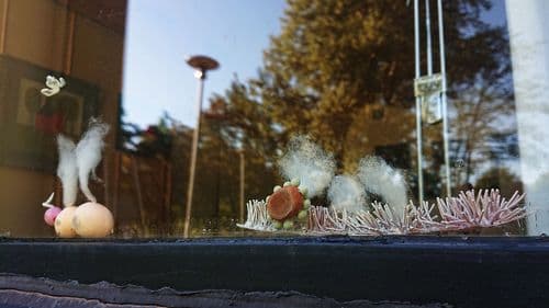 alive/not\alive: windows from outside