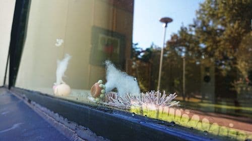 живо/не\живо: окна снаружи
